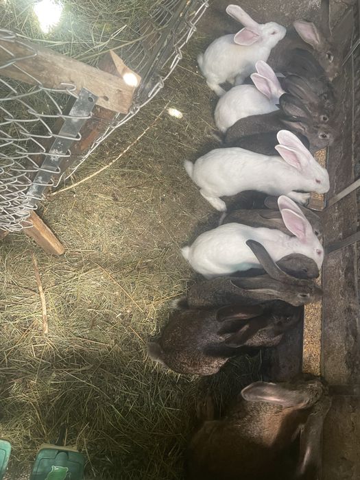 Iepuri - rasa comuna