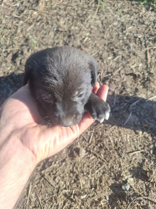 Căței spre adopție