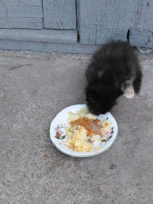 Котята бесплатно