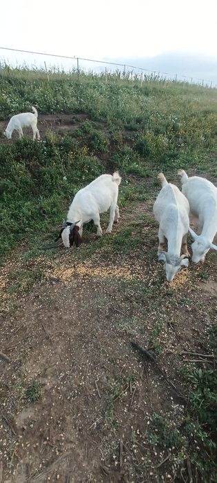 Schimb/Vând  țap boer fătat la sfârșitul lui martie
