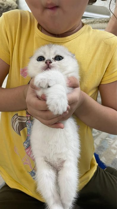 Шотландские пушистые шиншиллы