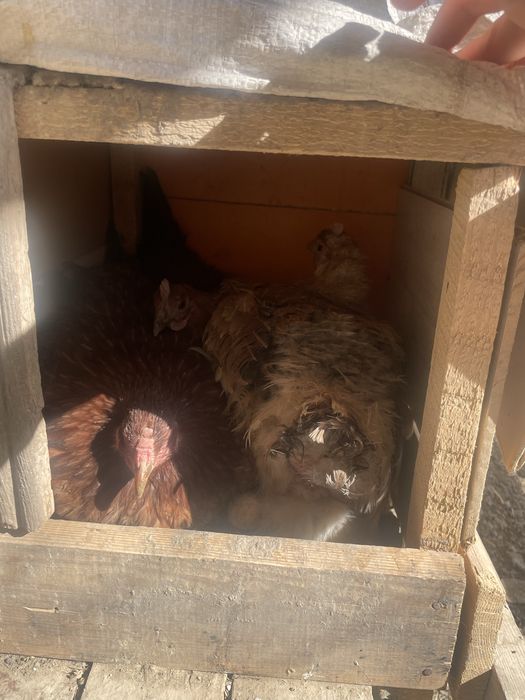 Мекендермен кораздар бар