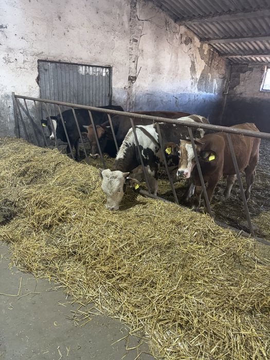 Vitei pentru export de vanzare