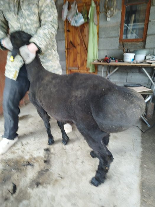 Қошқар, Баран, сатылады.