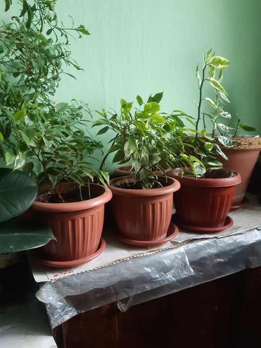 Шикарные Комнатные цветы