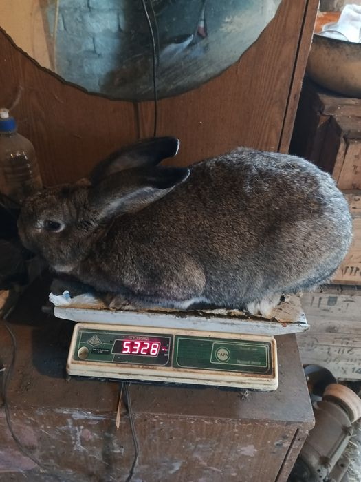 Кролики молодняк