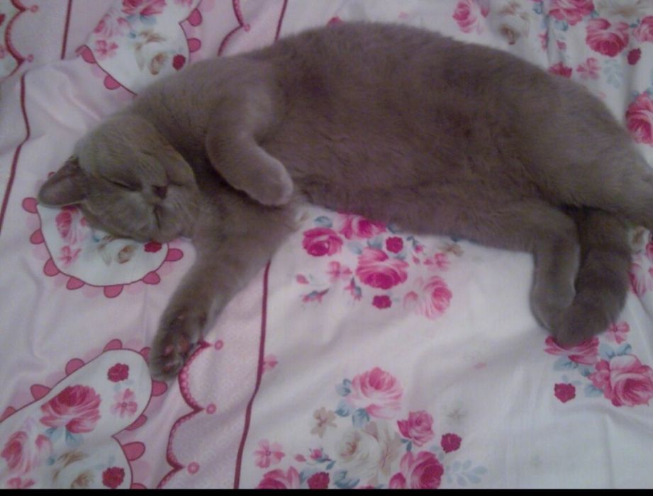 Британец для вязки за 1 котенка.