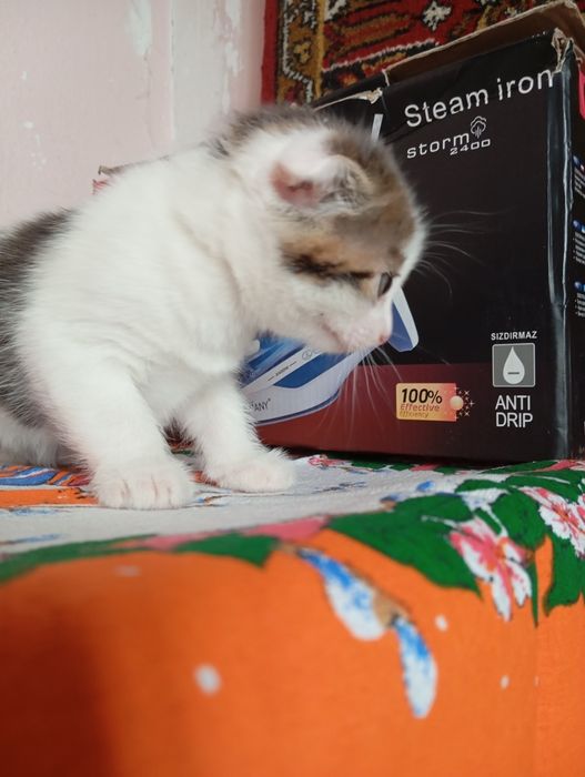 Котята девочки!!