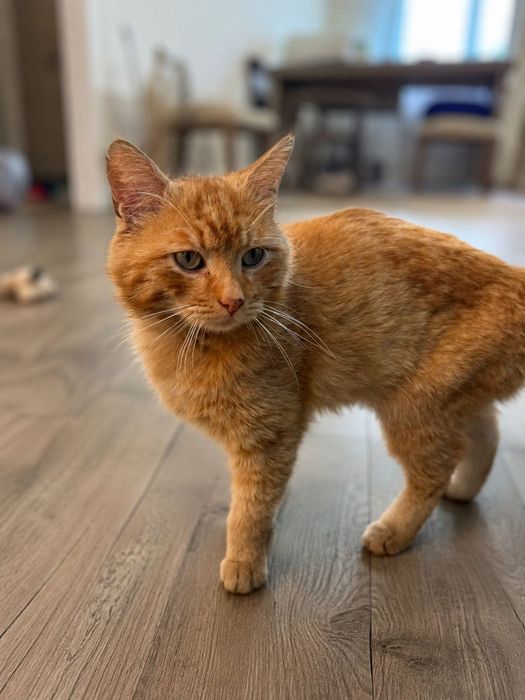 Котик в поисках дома