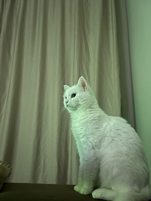 Отдам в хорошие руки