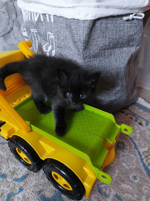 Миленькая кошечка