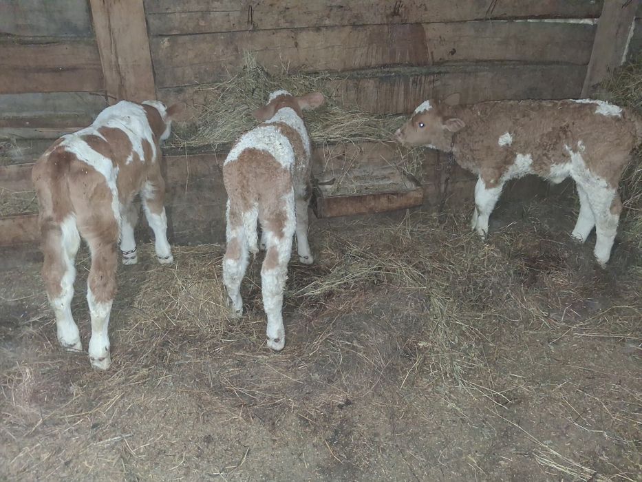 Vand 3 vitei baltati