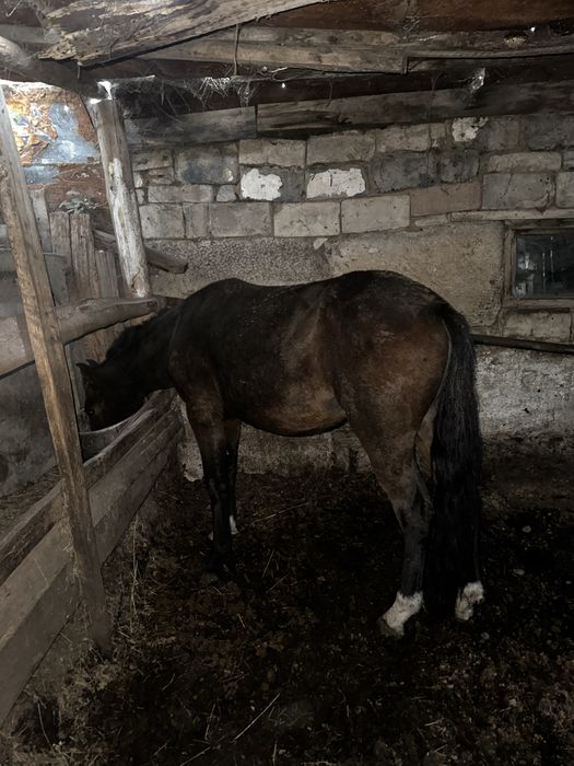 Продам Кунан 2.5 года