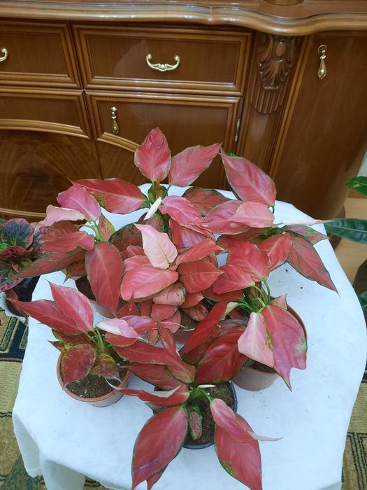 Продам цветы Аглаонемы