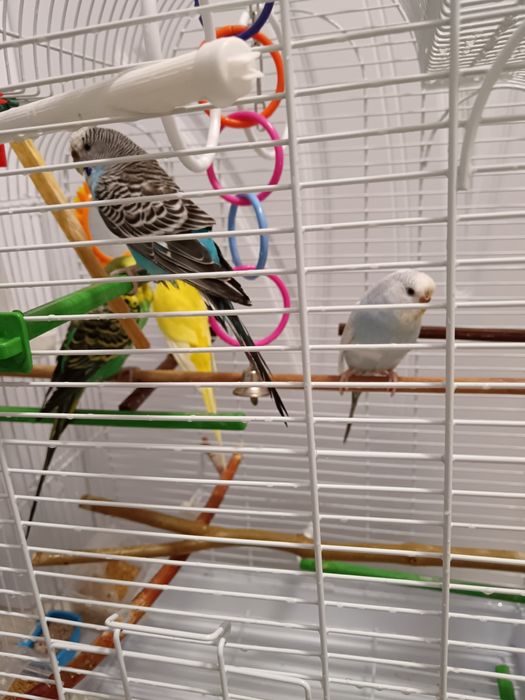 Вълнисти папагали