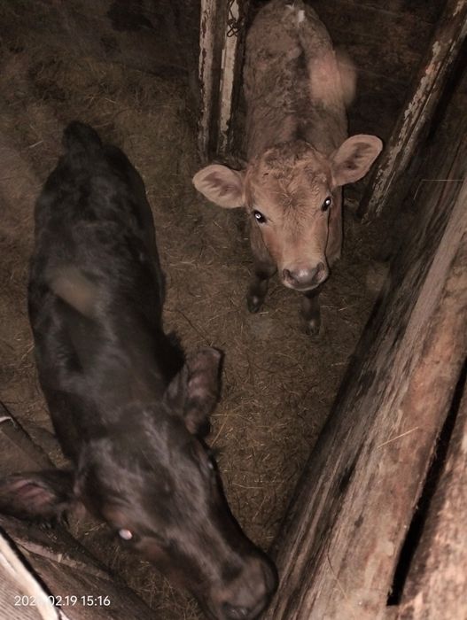 Продам  тёлочек.