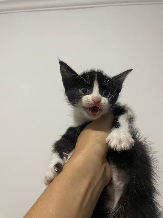 Отдам котенка даром