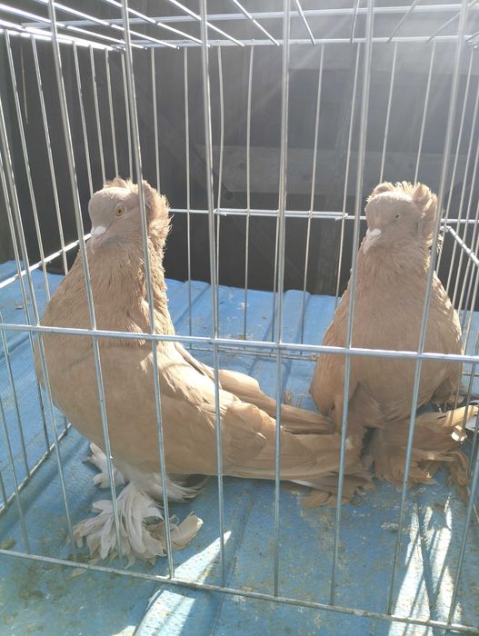 Vând Fazani / găini / porumbei de rasa