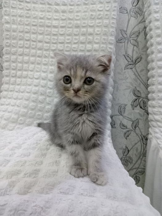 Zoti Fillandiya jghj