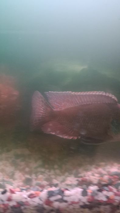 Отдам рыбку Леопард