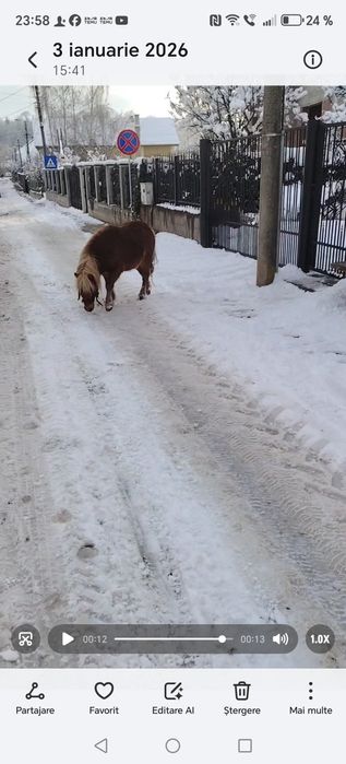 Mini ponei vârstă 3 ani