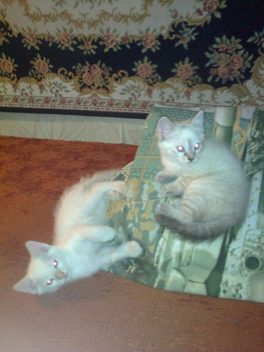 дарю очень симпатичных котят.