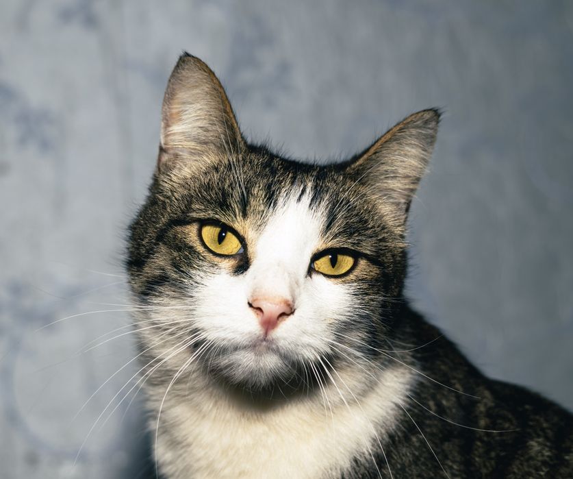 Отдам в хорошие руки