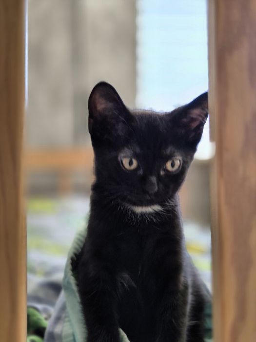 Чёрные котятки ищут дом