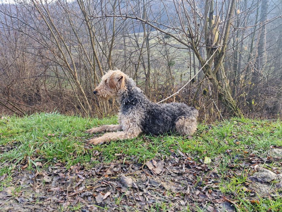 Femela Airedale Terrier