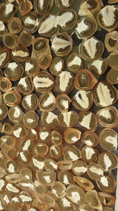 Целебный гриб веселка.