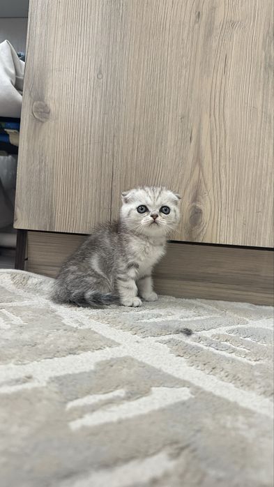 Котята шотландские вислоухие