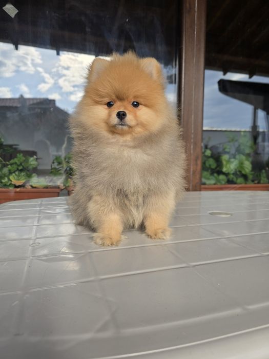 Мини Померан момче