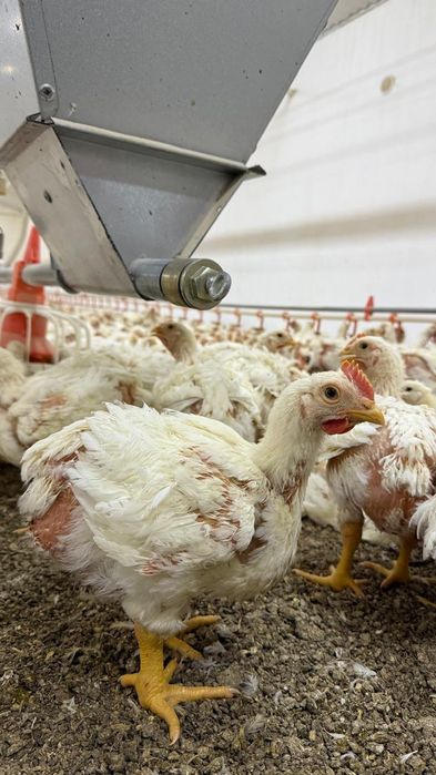 Бройлеры живым весом