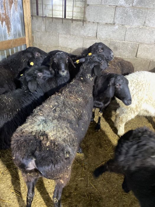 Койлар сатылады