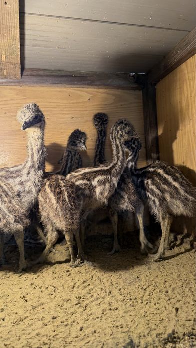 Голямо Ему бебета