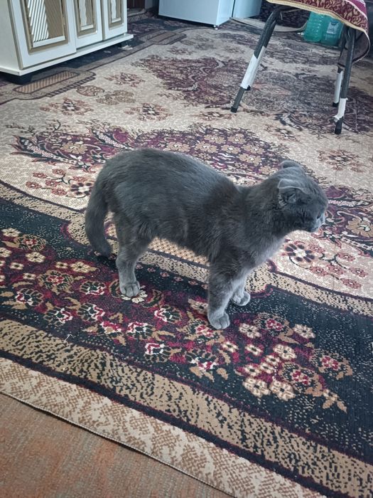 Scottish fold кот