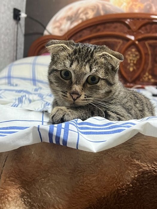 Отдам котёнка в хорошие руки
