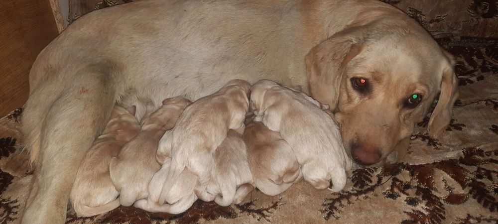 Щенки Лабрадор ретривер