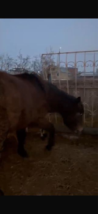 лошадь байтал……..