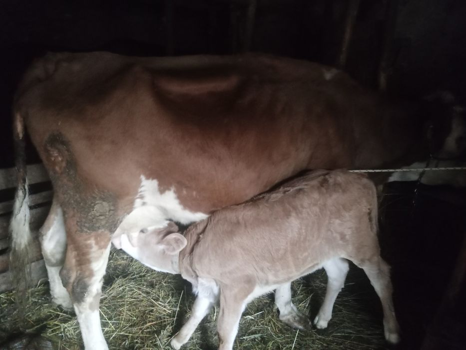 Vând vaca cu vițel