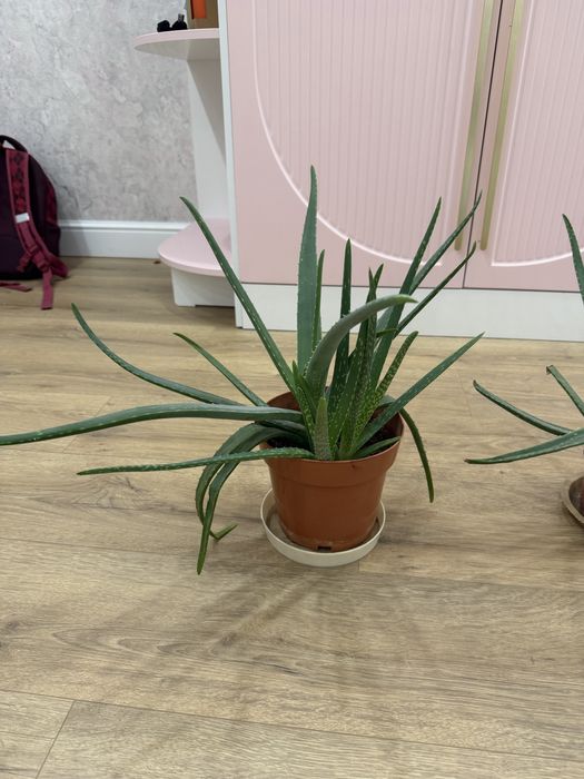 Алоэ цветы домашние