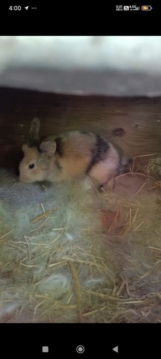 Карлик куёнлар сотилади