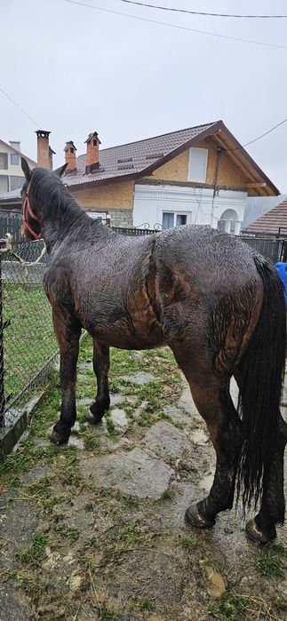 Cal de vânzare 2 ani jumate