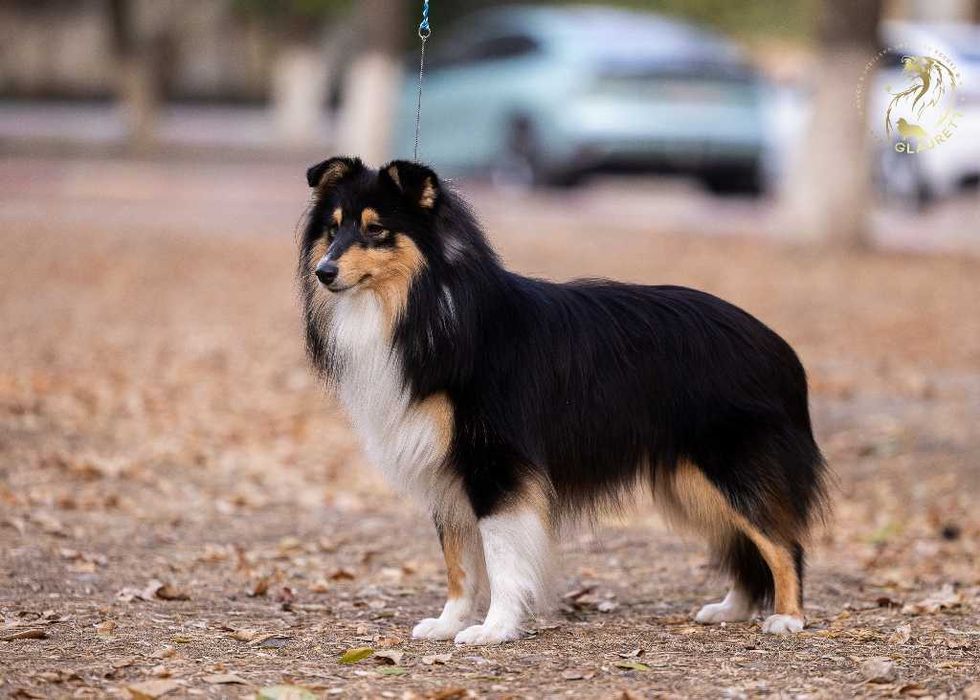 Щенки ШЕЛТИ, питомник GLAURETT ( FCI - KFU )