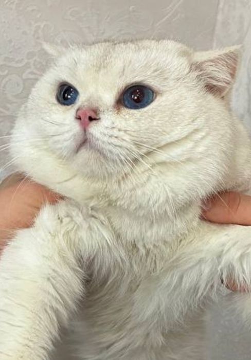 Вязка  кошак, мушук  чатиштириш