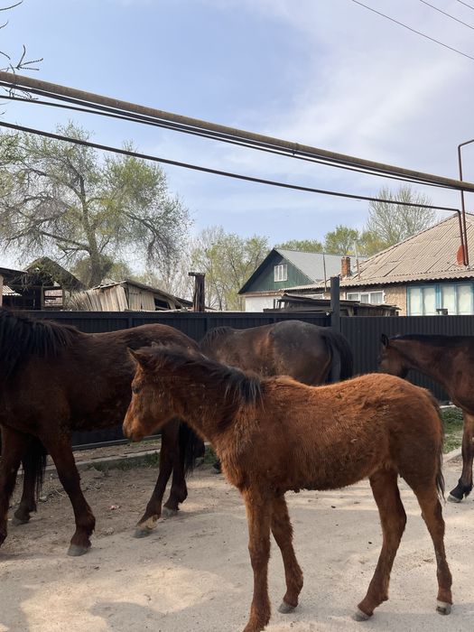 Продам кабыл, жеребят