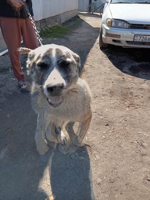 Щенок Алабая 4 месяца