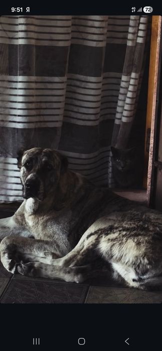 Отдам бесплатно Алабай
