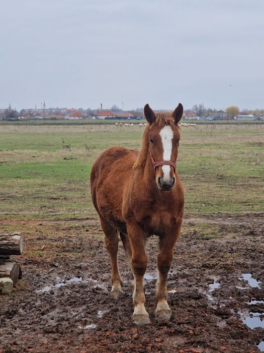 Mânz de vânzare sau schimb cu oi