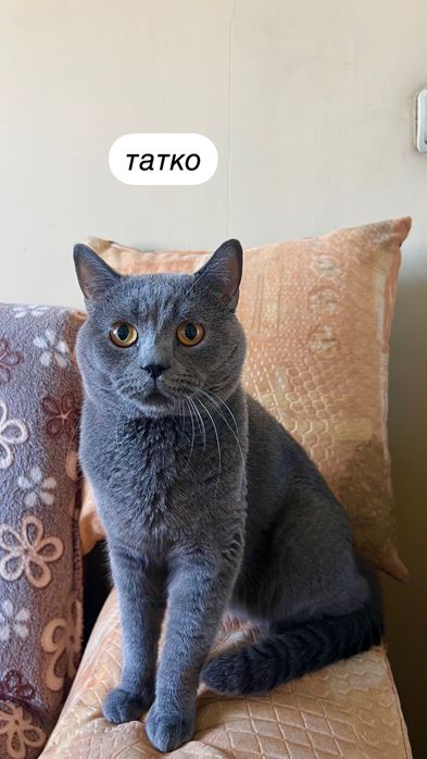 Британски котета